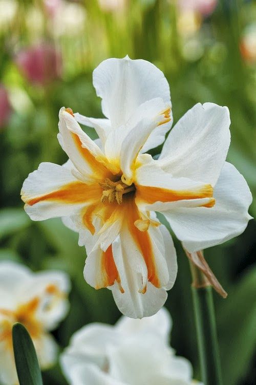 Trepolo an orchid flowering daffodil http://www.cafepress.com/