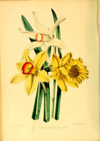 “The fine varieties of Narcissus represented in the accompanying plate are seedlings raised by E. Leeds, Esq., of St. Ann’s, Manchester, a gentleman who has been for many years engaged in the cross-breeding of this tribe of plants, and who has originated many distinct and beautiful varieties.” The Gardener’s Magazine of Botany, Horticulture, Floriculture, and Natural Science, 1851. 
