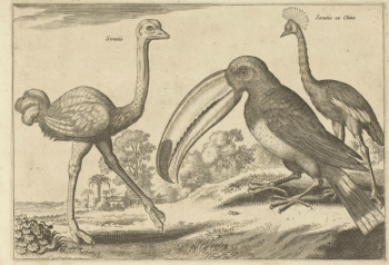 Exotic Birds by Adriaen Collaert [d.1618] published in Amsterdam, c. 1640 http://www.christies.com/lotfinder/books-manuscripts/collaert-adriaen-avium-vivae-icones-amsterdam-5731158-details.aspx