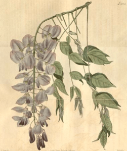Wisteria sinensis then known as Glycine sinensis, tab 2038, from Curtis's Botanical magazine, vol,46, 1817-8