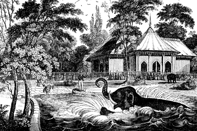 The elephant in his bath at Regent's Park, from 