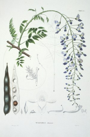 from Phillip von Siebold, Flora Japonica (1835-41)