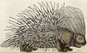 Porcupine, from Historia Animalium by Conrad Gesner, 1551 