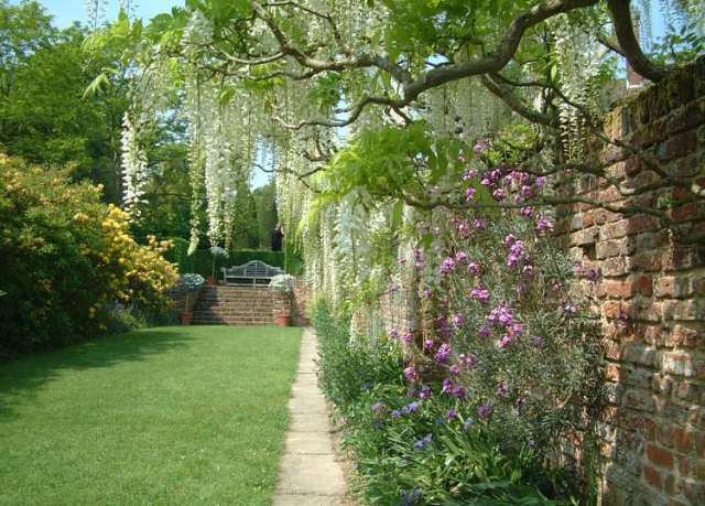 Wisteria sinensis alba at Sissinghurst http://www.invectis.co.uk/sissing/sswall.htm