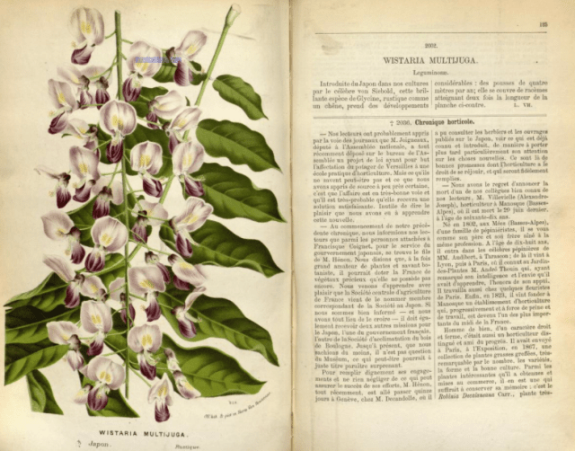 Wisteria floribunda [then described as wisteria multijuga] from Louis Houtte, Flore des Serres, vol.19 1873
