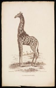 Cameleopard, by Thomas Busby, 1811