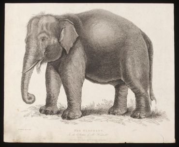 The elephant in the collection of Mr Wombwell, 1820. V&A