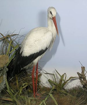 Stuufed and mounted white stork, 1873 Royal Pavilion Museum Brighton