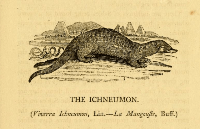 The Ichneumon from A General History of Quadrupeds by Thomas Bewick, 1800