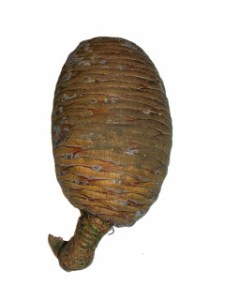 Female Cedar of Lebanon cone showing flecks of resin. Photo: Roger Griffith