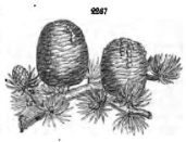 from John Claudius Loudon, Arboriucm et Fruiticum Britannicum, [2nd ed. 1854, p.