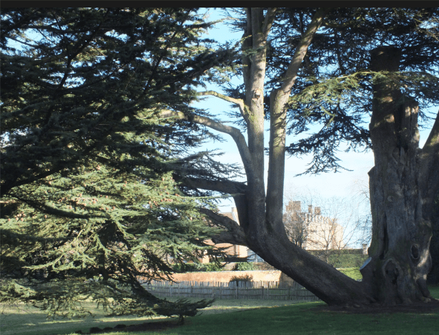 one of the surviving cedars thought to have been planted by George London at Hanbury Hall in Worcetsershire in abt 1701 photo: David Marsh 2014