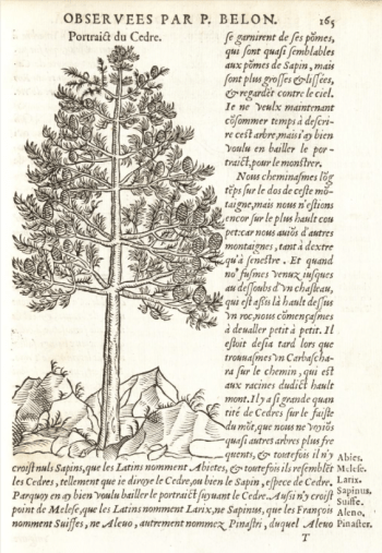 from, Pierre Belon, Les observations de plusieurs singularitez et choses memorables trouvées en Grèce, Asie, Judée, Egypte, Arabie et autres pays étrangèrs,p.165