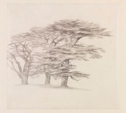 Pencil sketch of Cedars of Lebanon, Edward lear, c.1858-60 V&A