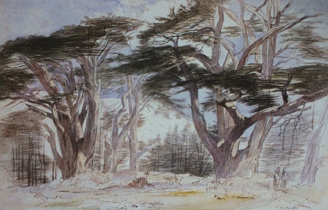 Cedars of Lebanon by Edward Lear
