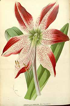 Hippeastrum pardinum (Hook.f.) Dombrain var. Rev. Dombrain [as Amaryllis pardina Hook.f. var. Rev. Dombrain] Houtte, L. van, Flore des serres et des jardin de l’Europe, vol. 17: t. 0 (1845)