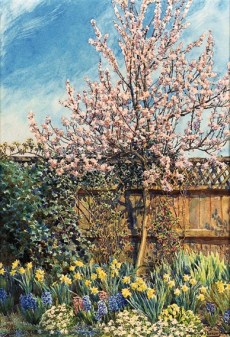 Almond Blossom, The Laurels, Oxhey