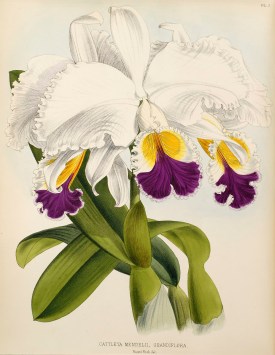 Cattleya mendelii Dombrain from H.Williams, The Orchid Album 1893
