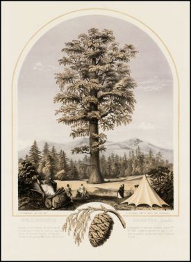 "Wellingtonia Gigantea," c. 1855. Lithograph, Bancroft Library