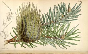 The Bristlecone Pine, Abies bracteata (D. Don) Poit. Curtis’s Botanical Magazine, 1853, t. 4740 