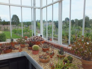 Part of the cactus collection David Marsh 2014