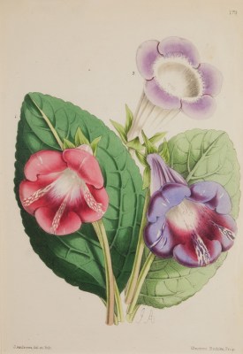 https://www.theantiquarium.com/item/003020/james-andrews-gloxinia-pl-179
