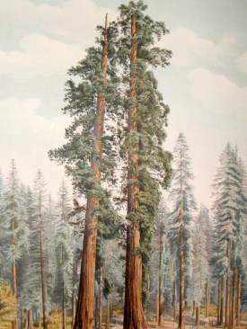 fromr "The Pinetum Britannicum" by Edward James Ravenscroft 1863