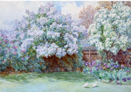 Lilacs, The Laurels, Oxhey