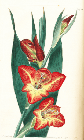 Gladiolus psitticanus from Edwards’s Botanical Register Vol. XVII (17: plate 1442. 1831)