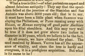 from Gardener's Chronicle 23rd Dec 1853