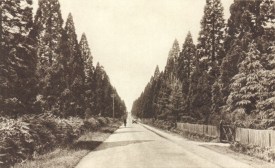 Wellingtonia Avenue, Finchampstead 1927, Francis Frith Postcardsfrom http://www.redwoodworld.co.uk/picturepages/finchampstead.htm