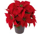 1774596-poinsettia-w-co-f