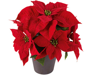1774596-poinsettia-w-co-f