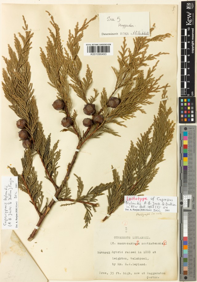 Kew herbarium sheet for the lectotype Cupressocyparis leylandii, "Haggerston' http://apps.kew.org/herbcat/getImage.do?imageBarcode=K001090493 