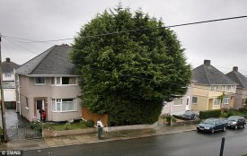 The man with a forest in his garden: Fed-up residents demand action over neighbour's 35ft leylandii cypress trees Daily Mail, 8th Sept 2010
