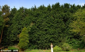 Final cut: Christine Wright, of Norfolk, won a 24-year battle against these trees daily Mail 8th Sept 2010
