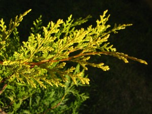 Leyland Cypress 'Castlewellan Gold' from Wikipedia