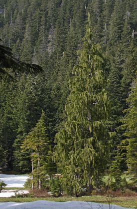Mature Nootka cypress,aka the Alaska pine, Chamaecyparis nootkatensis, Wikipedia
