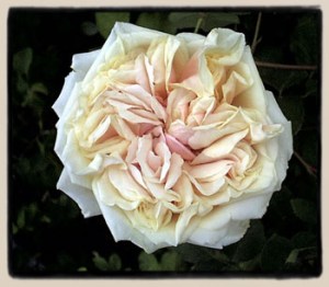 Gloire de Dijon http://www.paulbardenroses.com/noisettes/dijon2.html