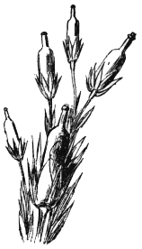 Bassia Palealensis, Nonsense Botany (1877)