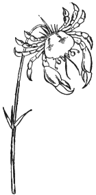 Crabbia Horrida from Nonsense Botany, 1877