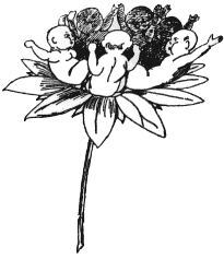 Queeriflora Babyöides, from Botanical Nonese, 1877