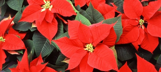 Poinsettia_2-704x318