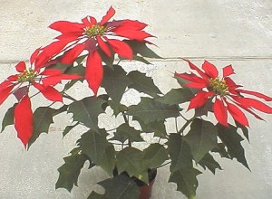 Seedling cultivar ‘Oak Leaf,’ the progenitor of modern poinsettia cultivars, © 2014 The American Phytopathological Society