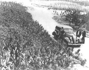 Field production of poinsettia stock plants in Southern California in the mid-1930s. © 2014 The American Phytopathological Society