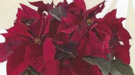 Prestige Maroon http://www.stanleysgreenhouses.com