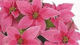 Princettia Hot Pink http://www.stanleysgreenhouses.com