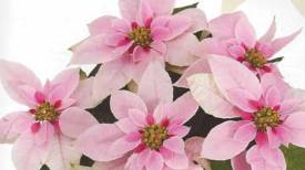 Princettia Pink http://www.stanleysgreenhouses.com