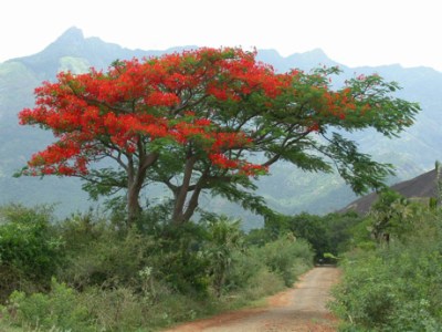 http://www.sprouthome.com/blog/2011/12/poinsettia-tree-in-mexico/