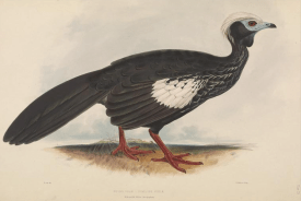 from Gleanings from the menagerie and aviary at Knowsley Hall, 1846